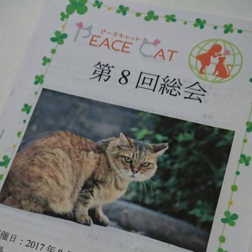 ＰＥＡＣＥ　ＣＡＴ　総会いたしました☆彡