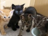 民家の庭で保護された子猫たち【里親募集】