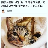 ピースキャットのスタッフが神戸新聞に取り上げて頂きました