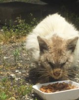 人知れず生きて、亡くなる猫たち