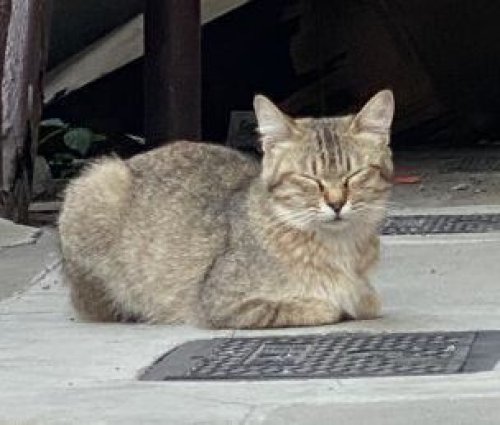 福岡市中央区 TNR【地域猫】